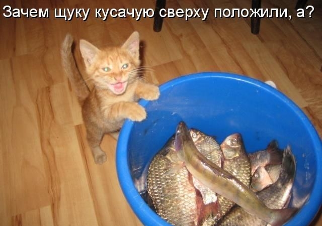 Зачем щуку кусачую сверху положили а