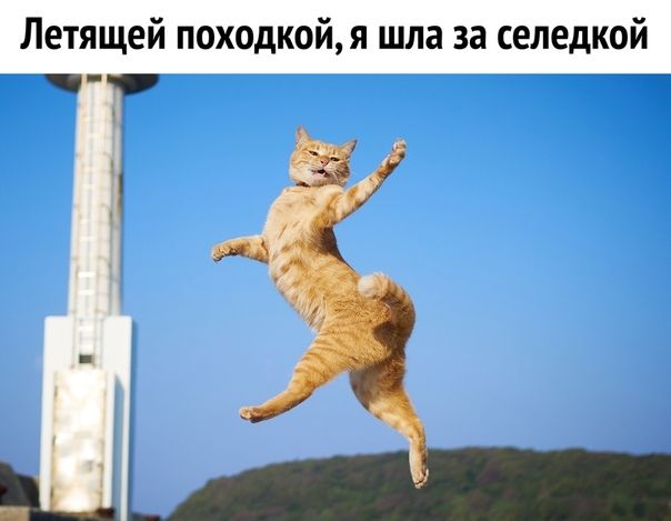 Летящей походкой я шла за селедкой
