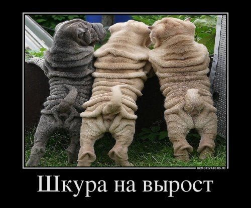 Шкура на вырост