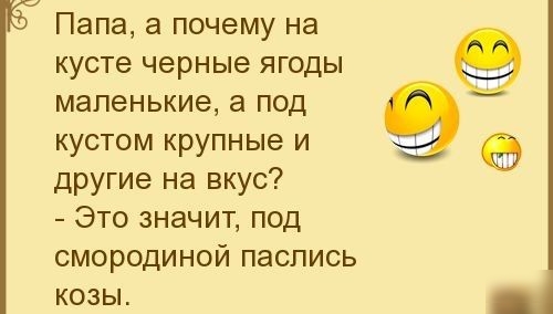 Папа а почему на кусте черные ягоды маленькие а под кустом крупные и другие на вкус Это значит под смородиной паслись КОЗЫ
