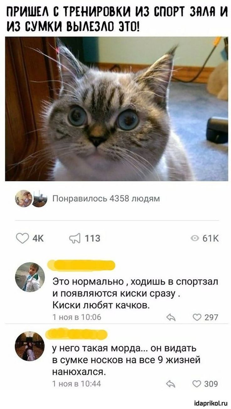 ПРИШЕА ТРЕНИРОВКИ ИЗ СПОРТ 3411 И ИЗ СУМКИ ВЫАЕЗАЧ ЭТП Понравилось 4358 людям О 53113 тк ЭТО НОРМЭЛЬНО ХОДИШЬ В спортзал и появляются киски сразу Киски любят качков 1ноя 51006 Ь О 297 У НЭГО такая морда ОН ВИДЗТЬ В СУМКЭ НОСКОВ на все 9 ЖИЗНЕЙ НЭНЮХЭЛСЯ ноя 51044 А 309 інаргікшш