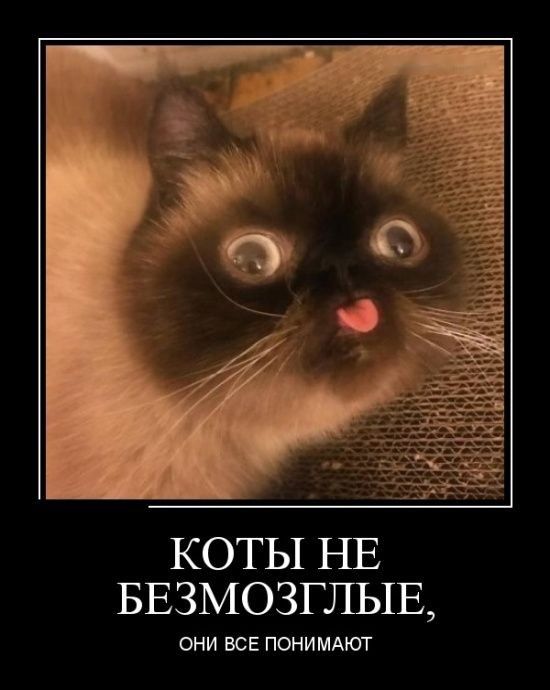 КОТЫ НЕ БЕЗМОЗГЛЫЕ ОНИ ВСЕ ПОНИМАЮГ