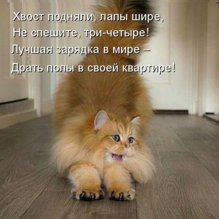 лапы шир и четыре ост подняли 1 гіэ спешите по _Учшая 3 Дг гггь пол
