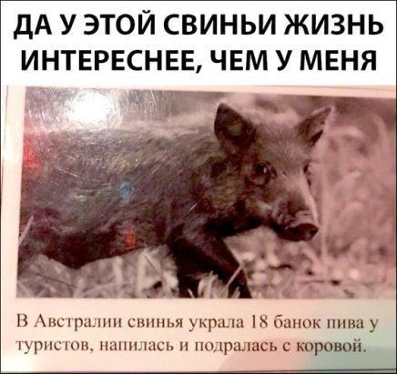ДА У ЭТОЙ СВИНЬИ ЖИЗНЬ ИНТЕРЕСНЕЕ ЧЕМ У МЕНЯ В псцш шп свинья щш ппюк пива у с юровпй щшсшп панпьыш пиры