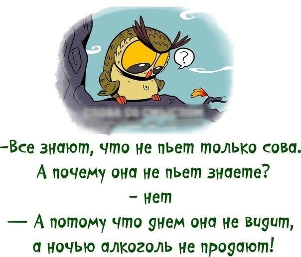 Все знают что не пьет только сово А почему она не пьет знаете нет А потому что энем она не видит и ночью алкоголь не проуают