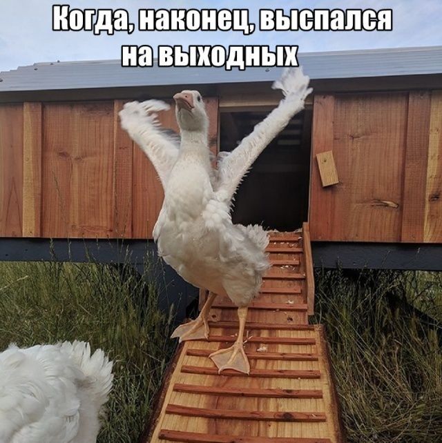 ШЕП