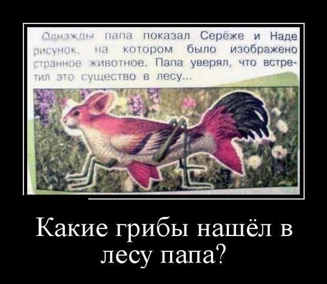 Какие грибы нашёл в лесу папа