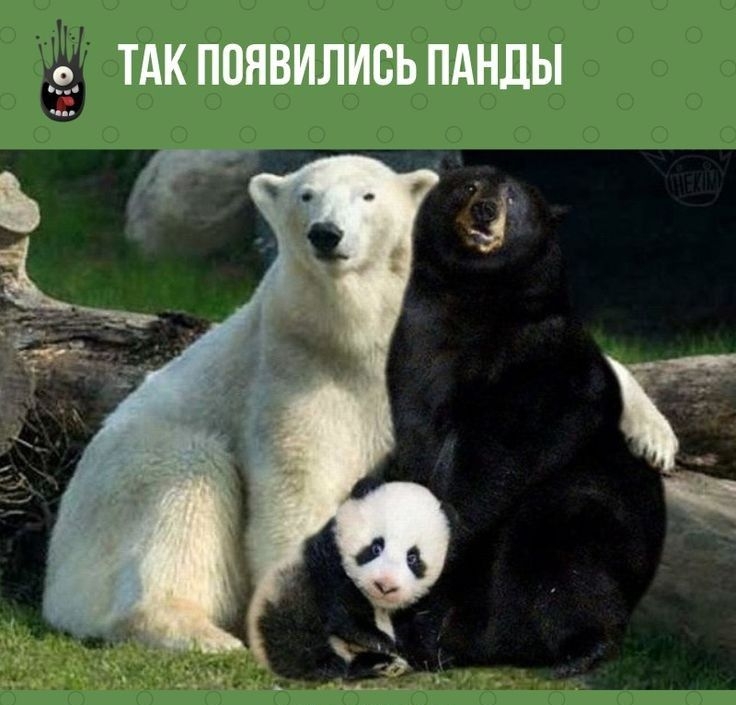 _5 ТАК ПОЯВИЛИСЬ ПАНДЫ