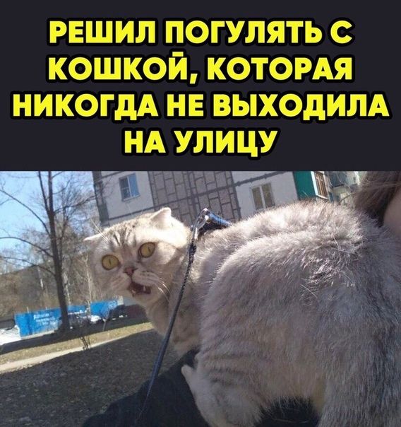РЕШИЛ погулять с кошкой котордя пиши на выходилд НА улицу