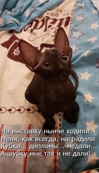 а адили дали не дали