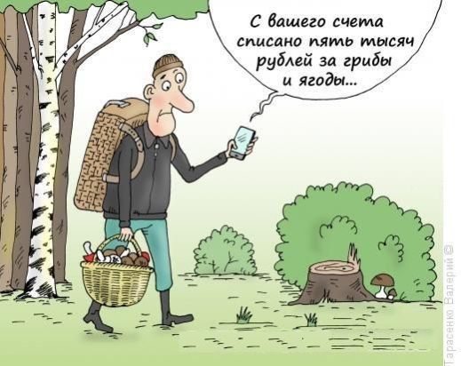с Вишега счета списано пять тысяч рублей за грибы