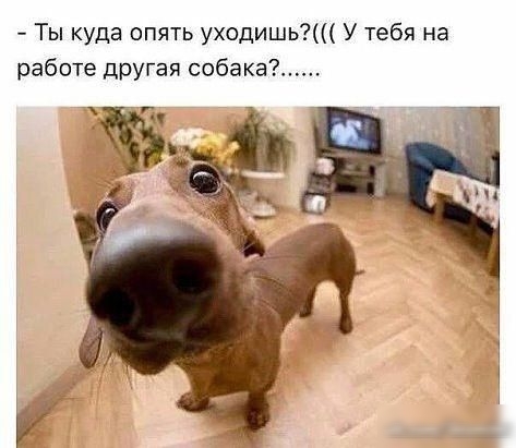 Ты куда опять уходишь У тебя на работе другая собака