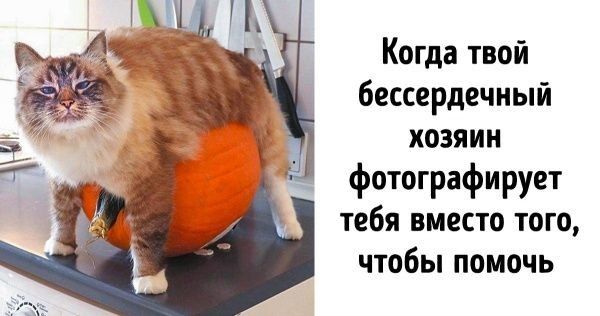 Когда твой бессердечиый хозяин фотографирует тебя вместо того чтобы помочь