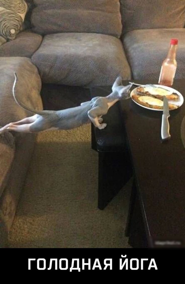 гопоцндя йогд
