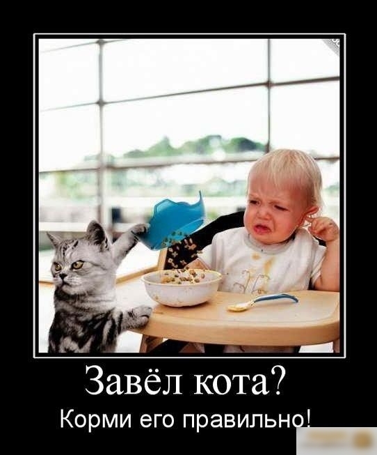 Завёл кота Корми его правильні
