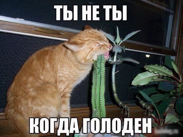 _ ты щоподін щ_ьп з пд гё нп