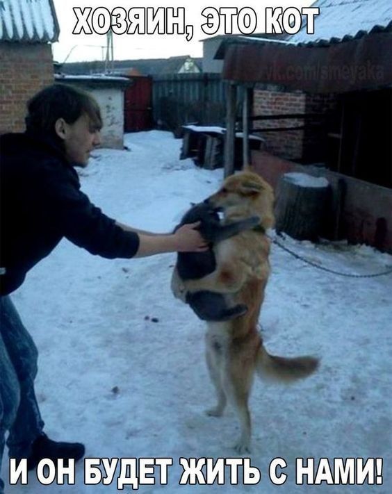 жсфаэжщ кат