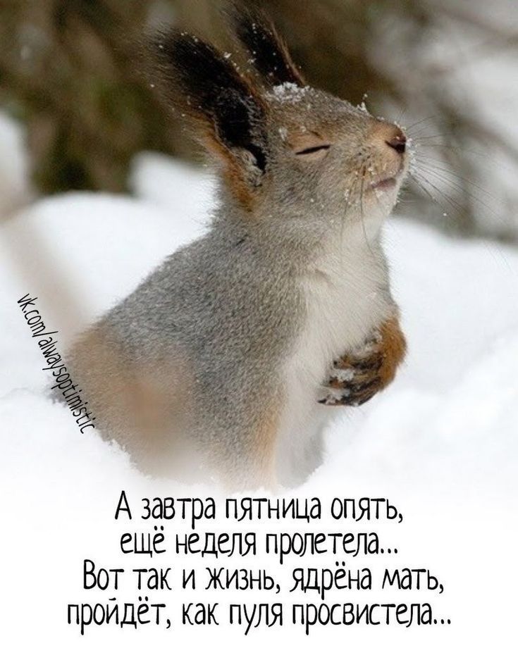 А здвтра пятница опять еще неделя пролетела Вот так и жизнь ядрена мать пройдёт как пуля просвистела