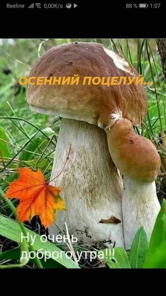 Вееіте НН 000К5 88 ім 107