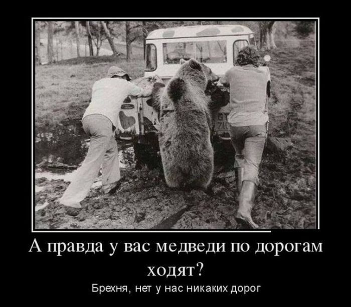 А правда у вас медведи по дорогам ходят Браня нет у нас никаких дорог