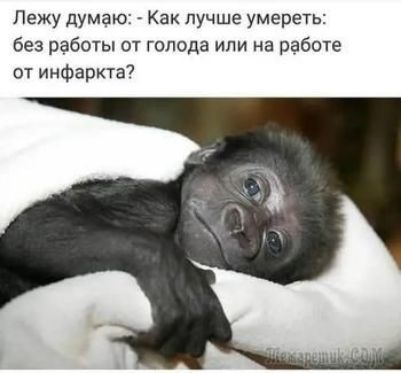 Лежу думаю Как лучше умереть без работы от голода или на работе от инфаркта7