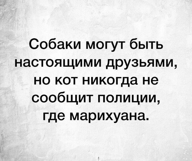 Собаки могут быть настоящими друзьями но кот никогда не сообщит полиции где марихуана