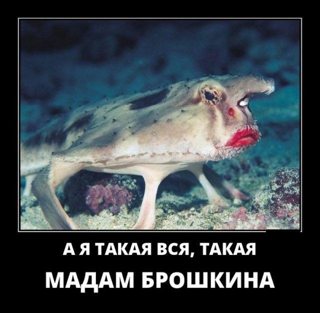 А я ТАКАЯ вся ТАКАЯ МАдАМ БРОШКИНА