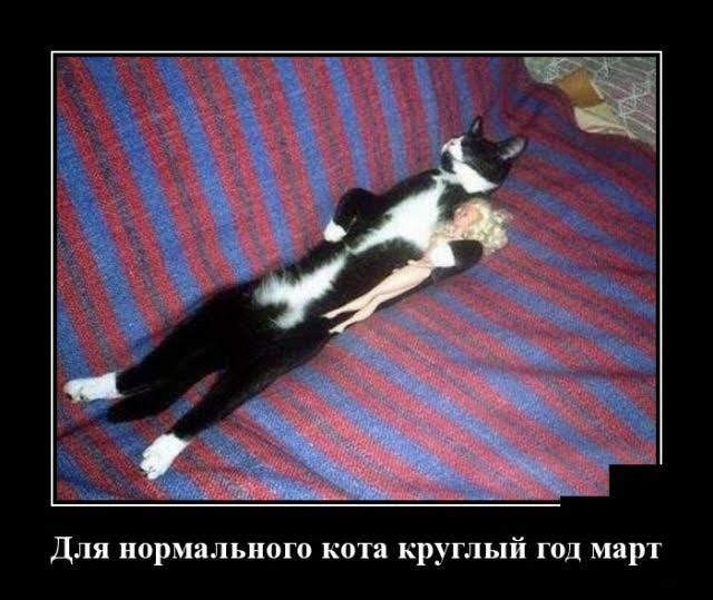 Для нормального кота круглый год март
