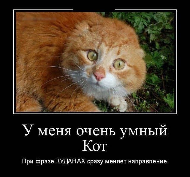 У меня очень умный Кот При фразе КУДАНАХ сразу меняет направпение