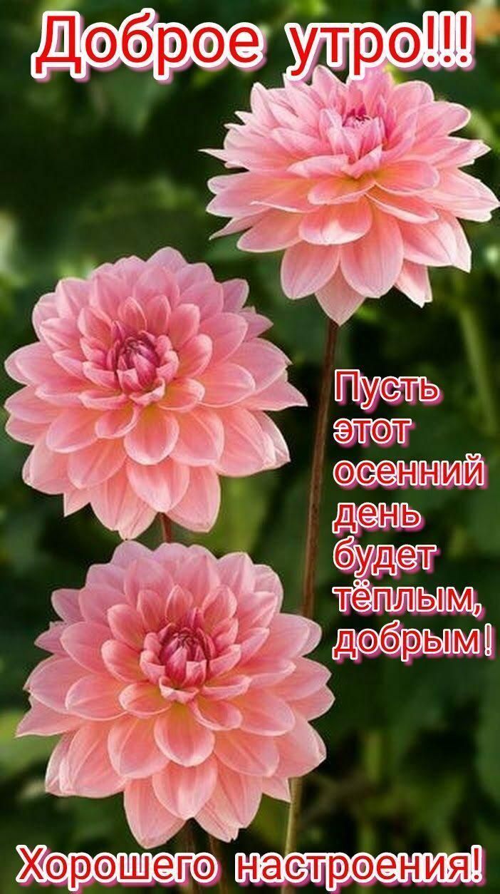 Харэшегэ наетрэениёя