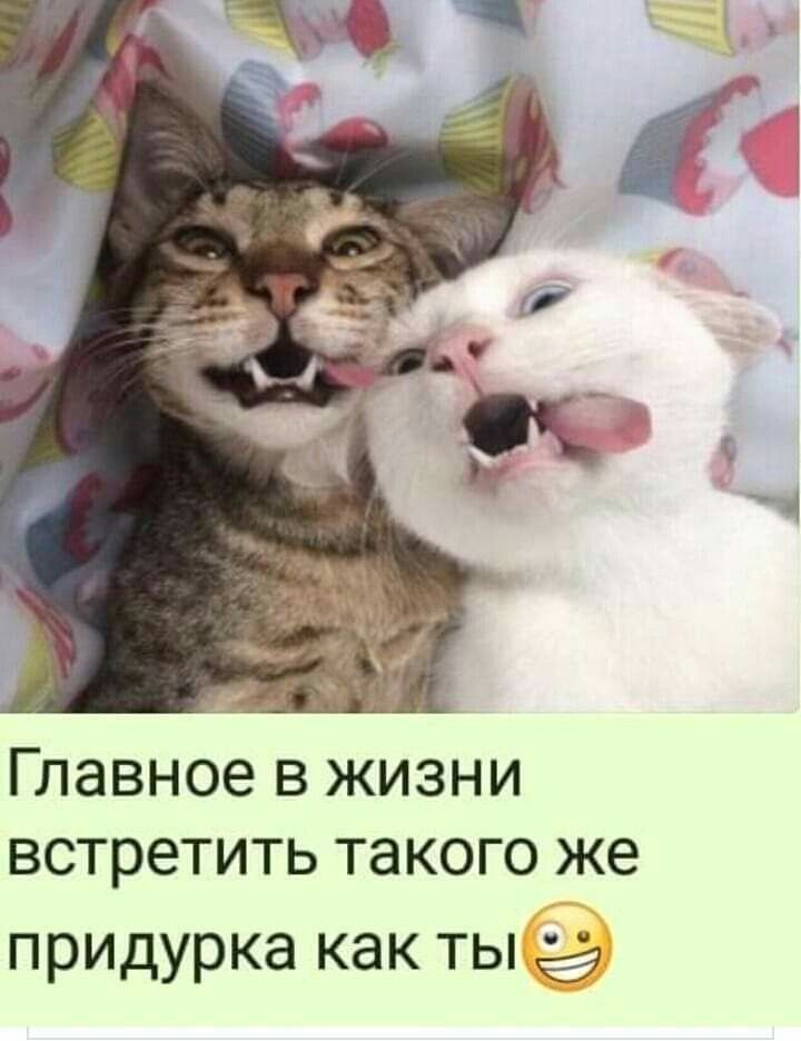 Главное в жизни встретить такого же придурка КЭК ТЫ