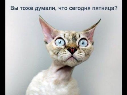 Вы тохе думали что сегодня пятница