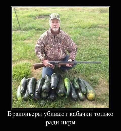 Браконьеры убивают кабачки только ради икры