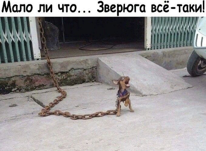 Мало ли что Зверюга всё таки