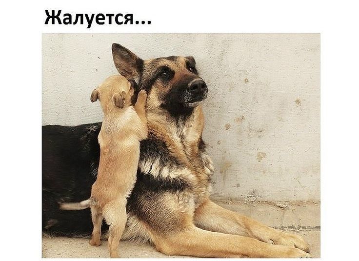 Жалуется