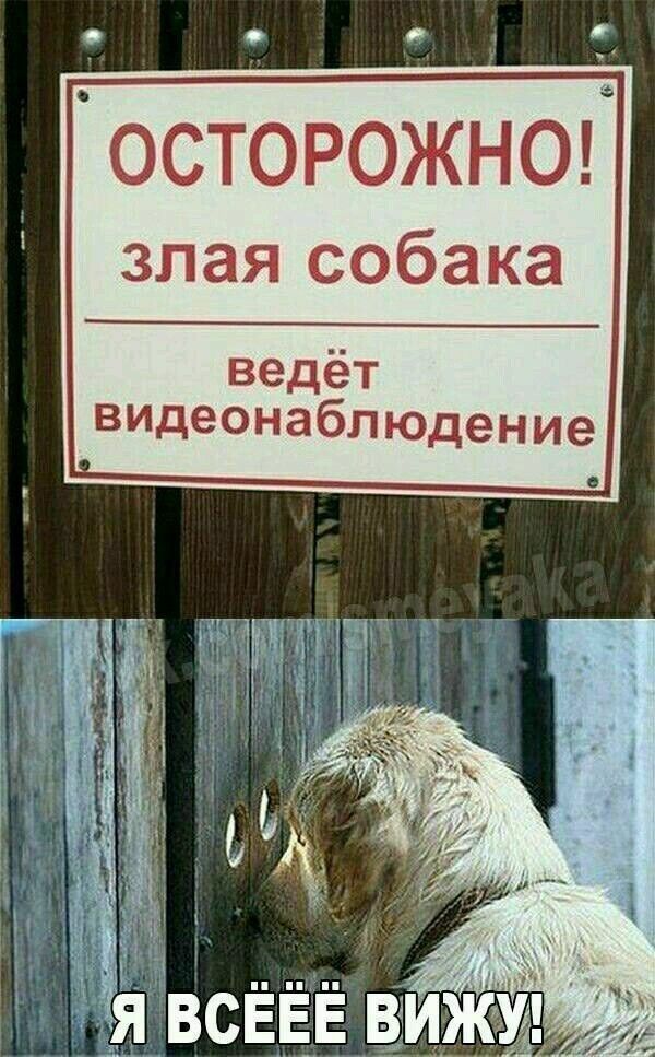 9 Осторожно злая собака ведёт видеонаблюдение