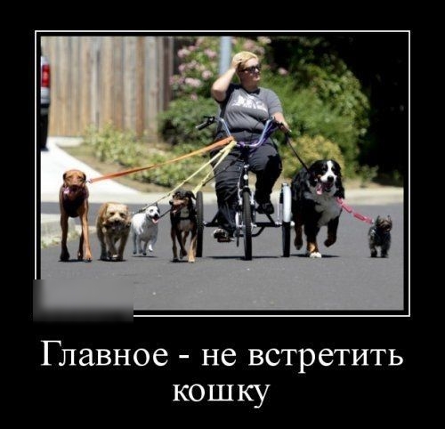 Главное не встретить кошку