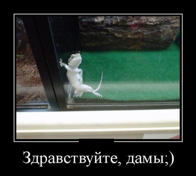 Здравствуйте дамьц