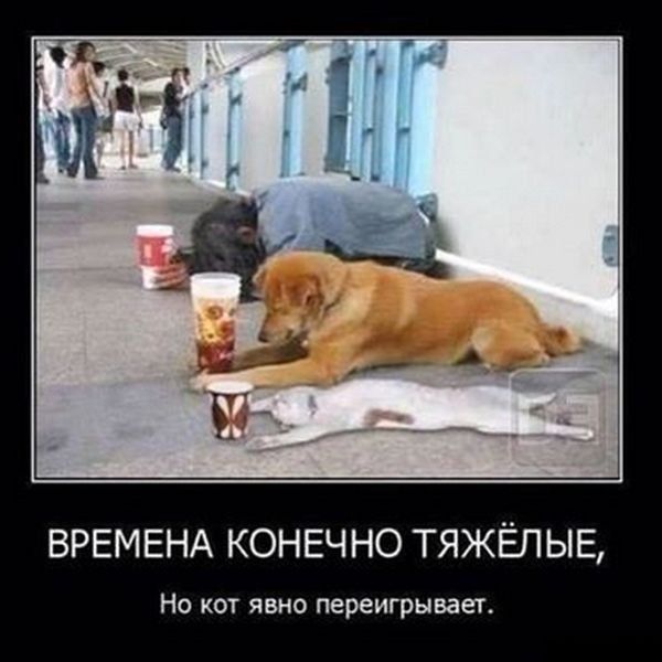 ВРЕМЕНА КОНЕЧНО ТЯЖЁЛЫЕ Но кот явно переигрывает
