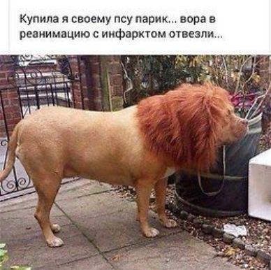 Купила я своему псу парик вора в реаии нацию инфарктом отвезли