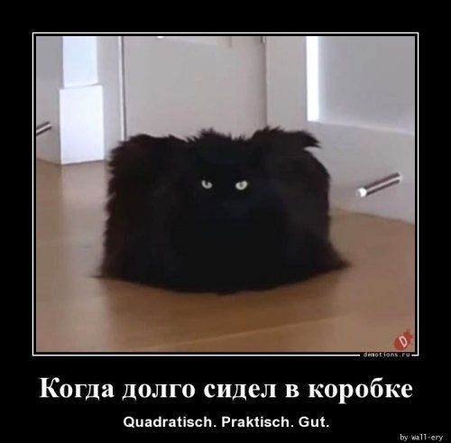 Когда долго сидел в коробке пиналанзац Ргякпзсп ещ
