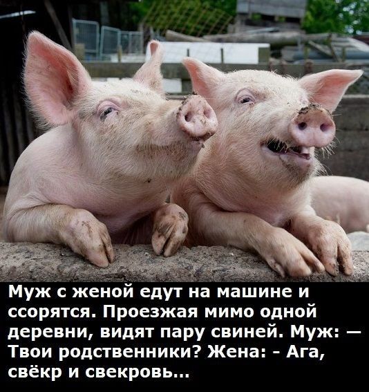 Муж с женой едут на машине и ссорятся Проезжая мимо одной деревни видят пару свиней Муж Твои родственники Жена Ага свёкр и свекровь