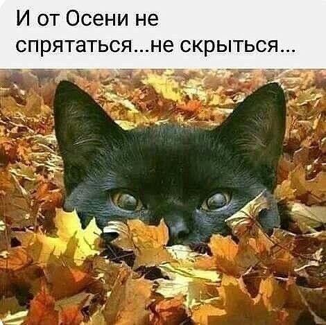 И от Осени не