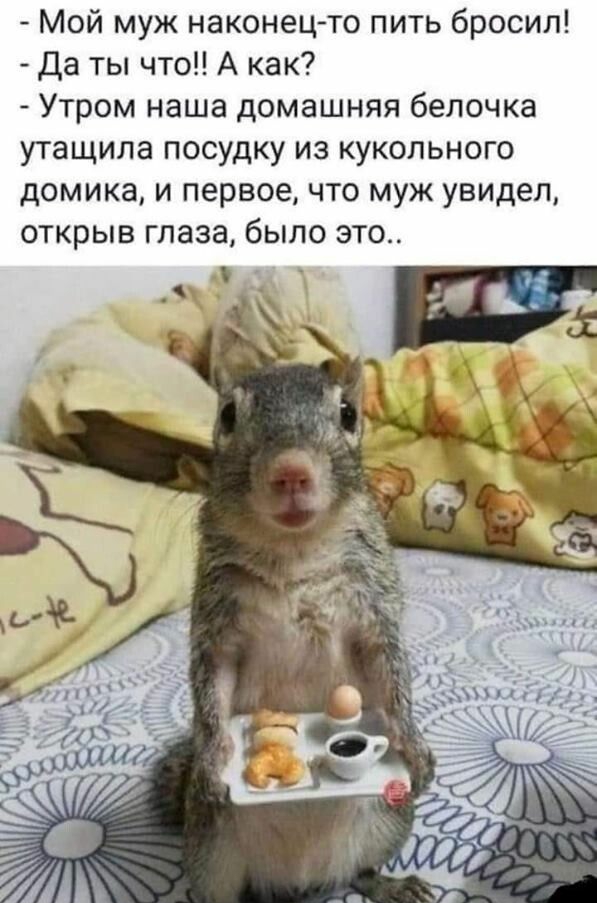 Мой муж наконецто пить бросил Да ты что А как Утром наша домашняя белочка утащила посудку из кукольного домика и первое что муж увидел открыв глаза было это