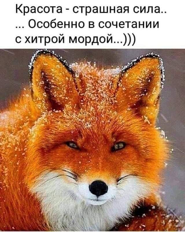 Красота страшная сила Особенно в сочетании с хитрой мордой