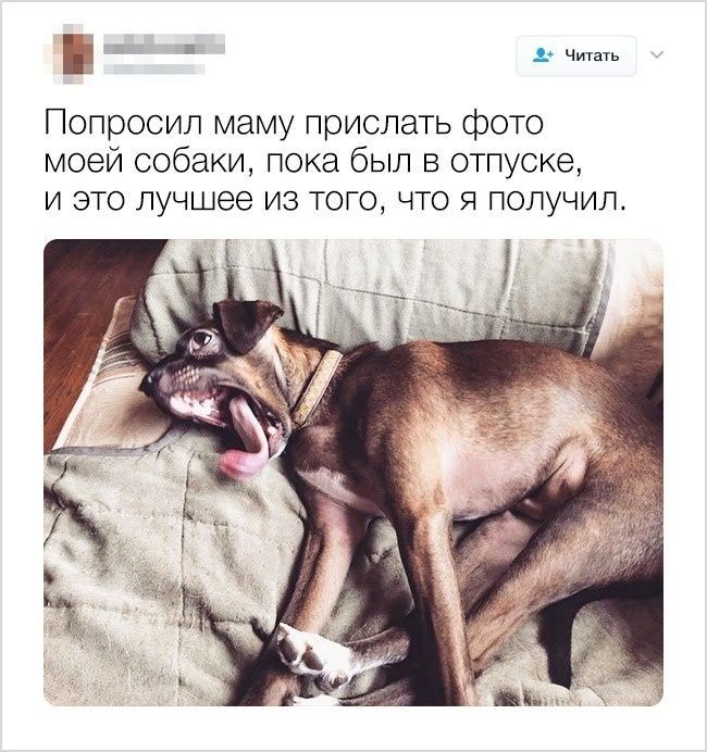 Е Читать Попросил маму прислать фото моей собаки пока был в отпуске и это лучшее из того что я получил