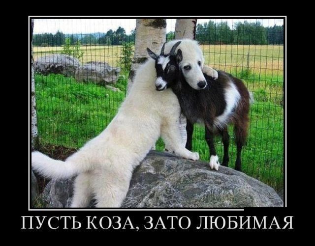 5 ТО ЛЮБИМАЯ пусть козА ЗА