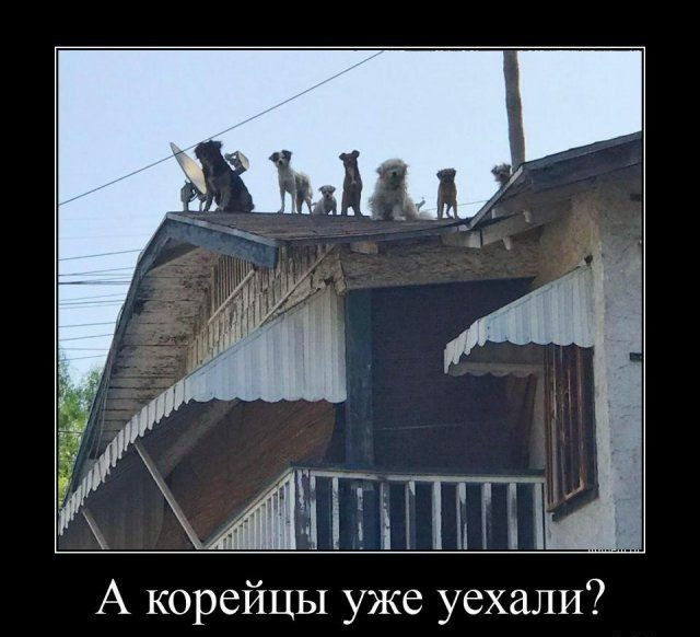 А Жиёптжт А корейцы уже уехали