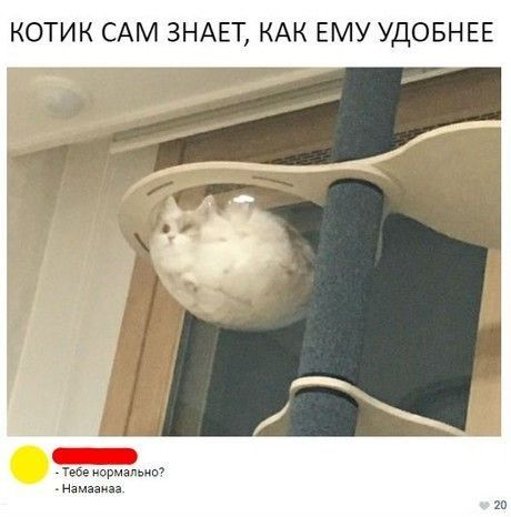КОТИК САМ ЗНАЕТ КАК ЕМУ УДОБНЕЕ м