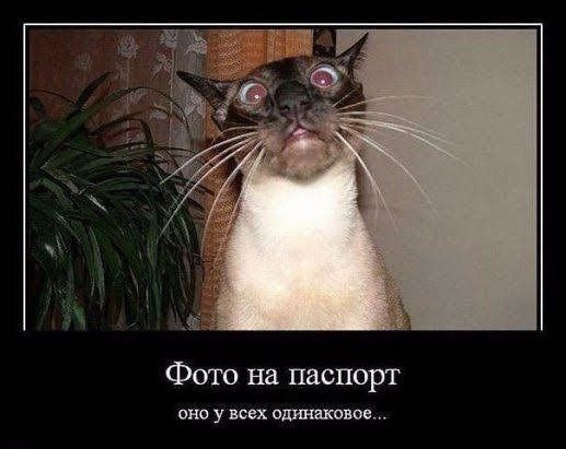 Фото на паспорт оно у всех одтгаковое